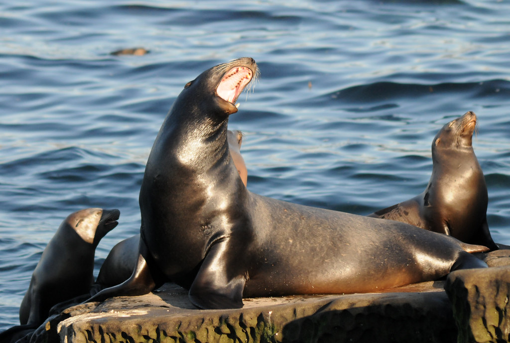 Aggressive Sea Lions on the Central Coast